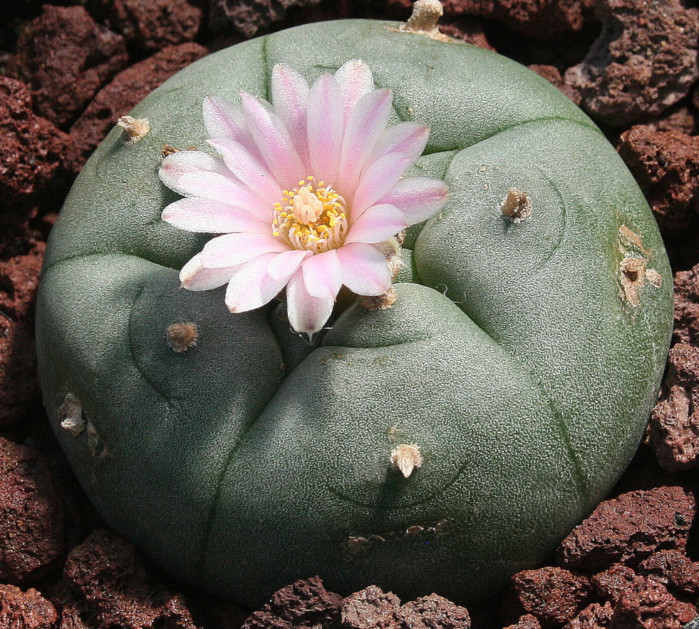 Bloeiende peyote