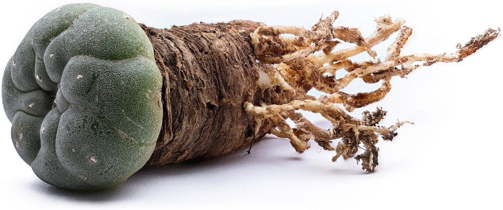 Penwortel peyote