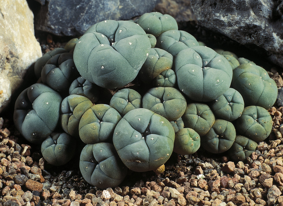  Lophophora williamsii var. caespitosa