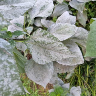 Meeldauw