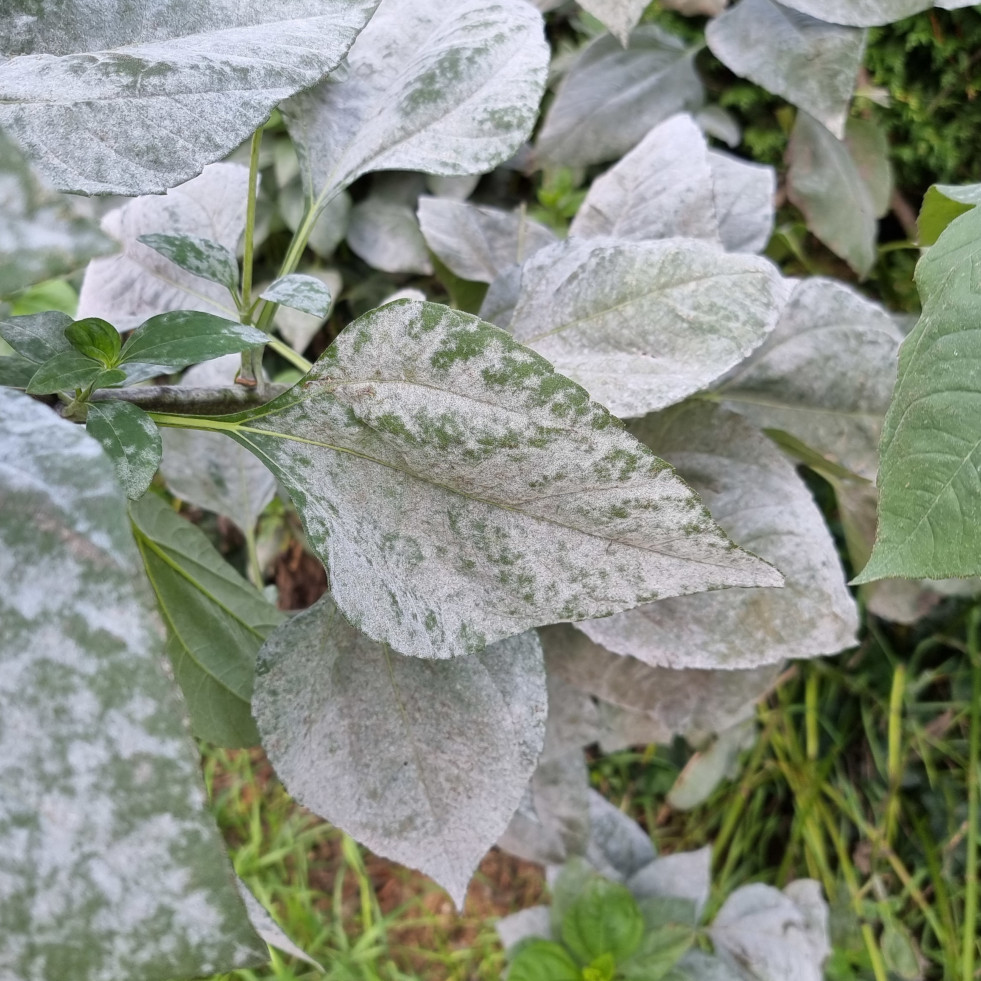 Meeldauw
