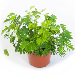 Mimosa pudica (kruidje-roer-me-niet)
