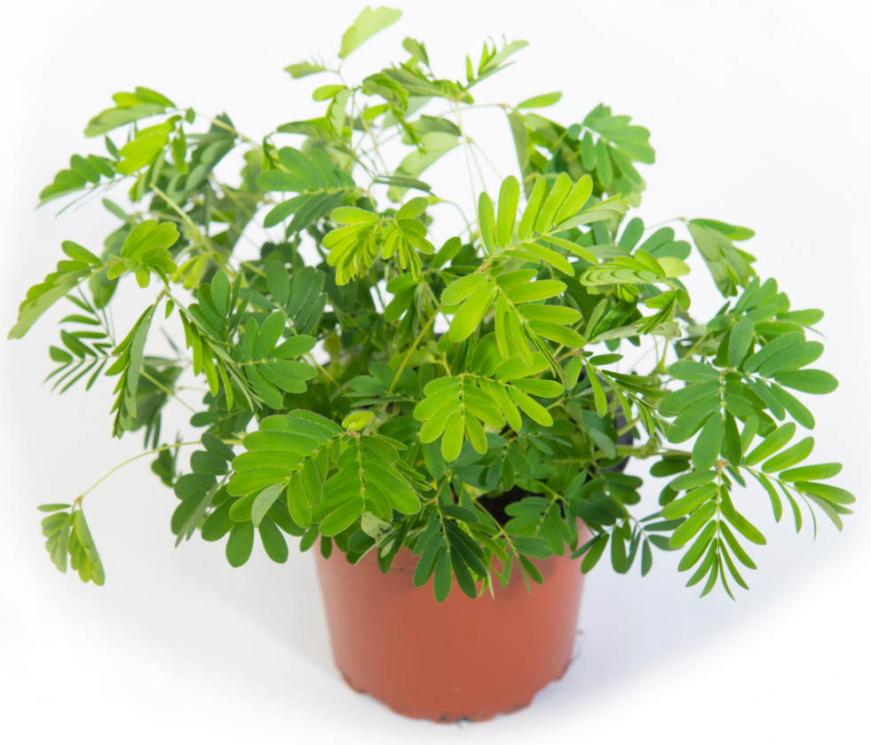 Mimosa pudica