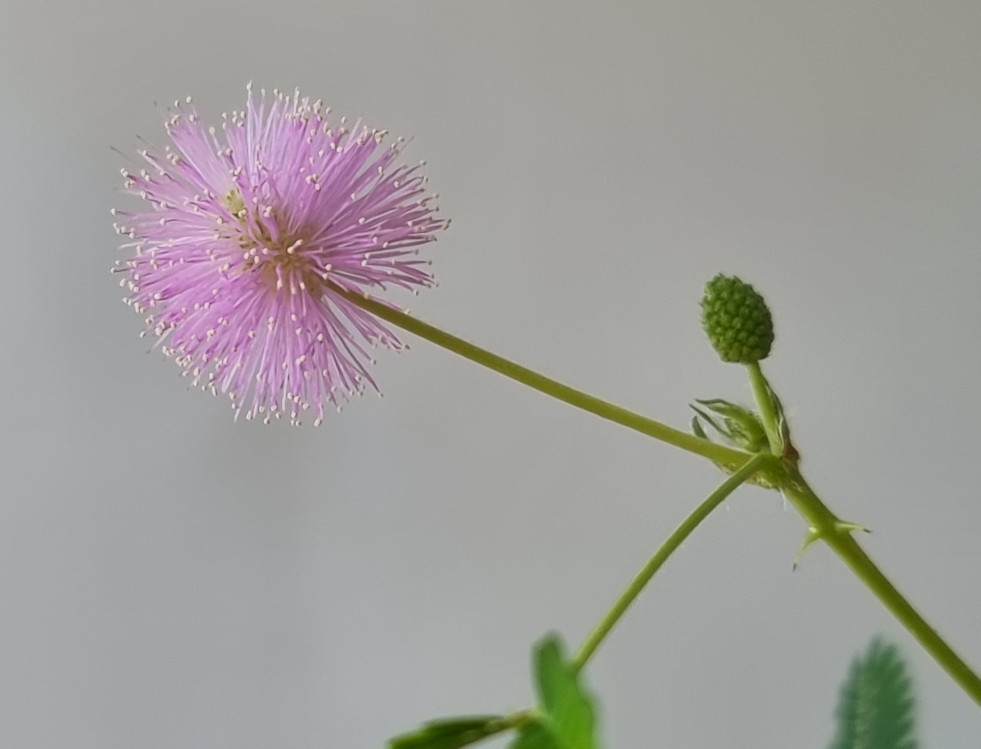 Mimosa pudica bloem en bloemknop