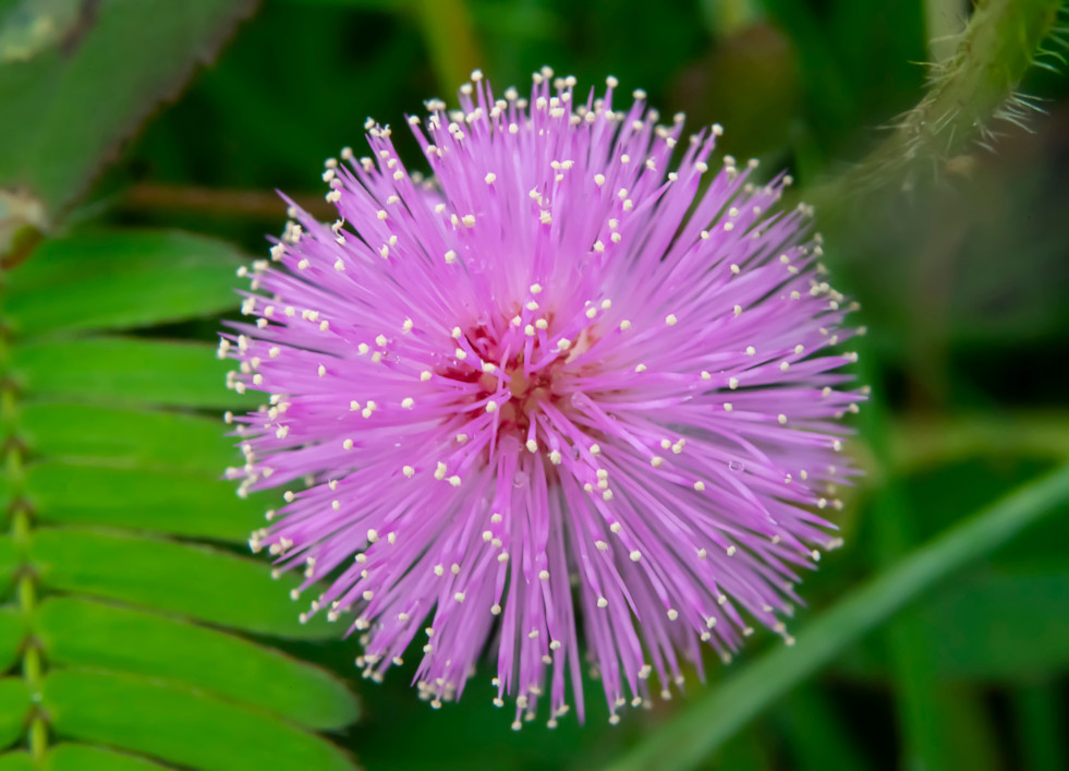 Mimosa pudica bloeiwijze