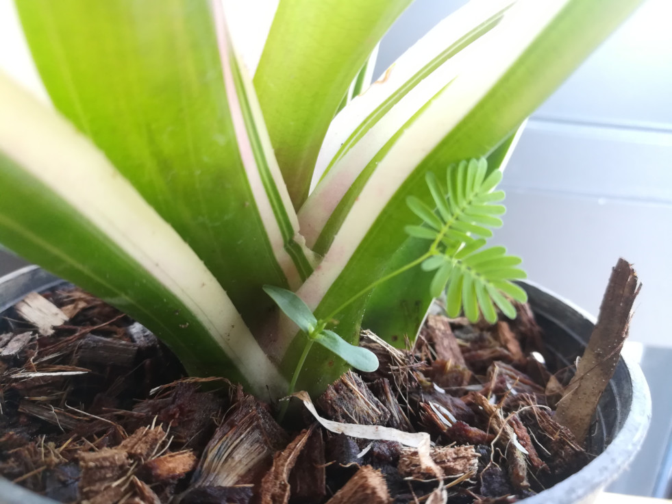 Mimosa pudica kiemplant