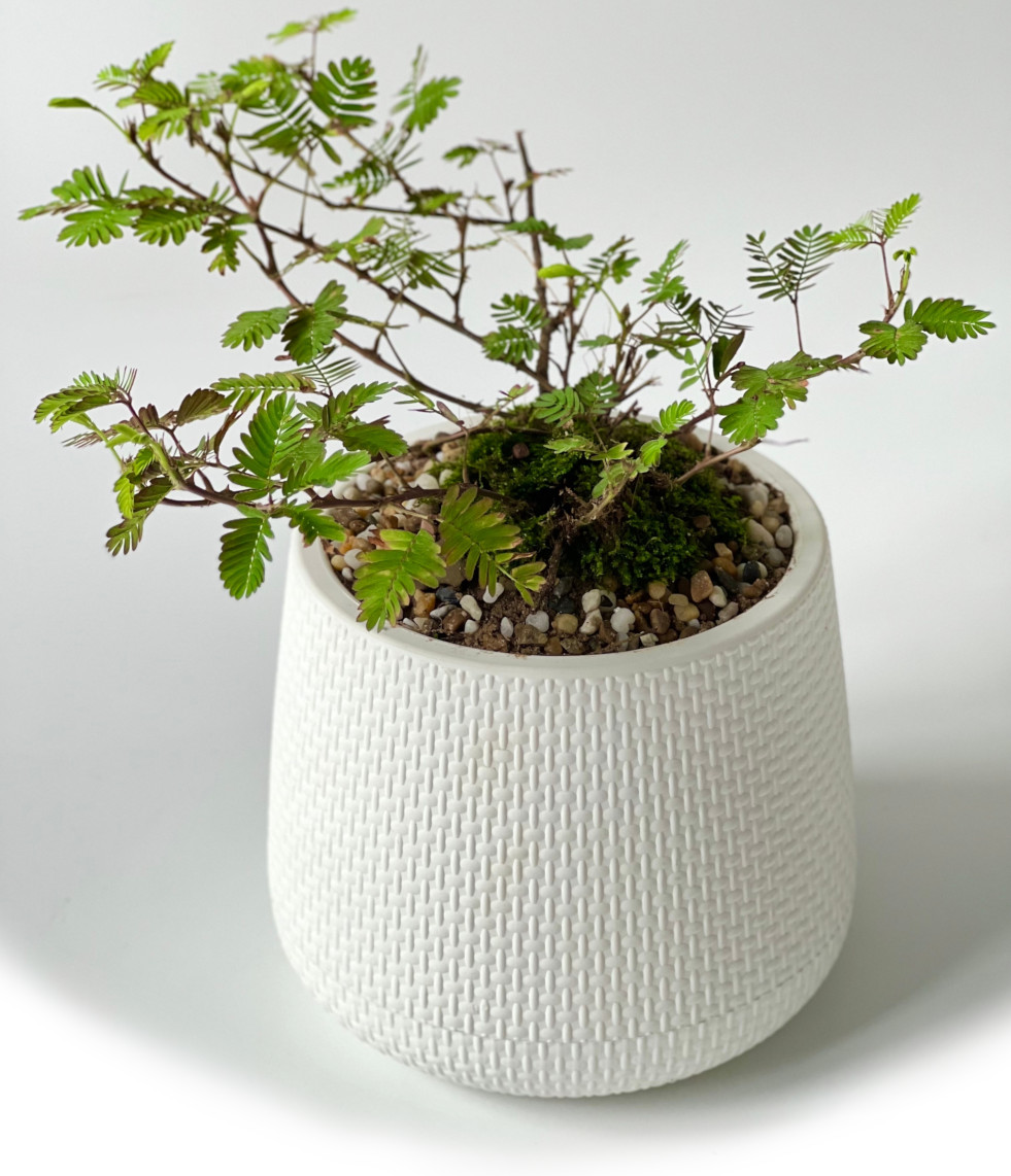 Mimosa pudica 2