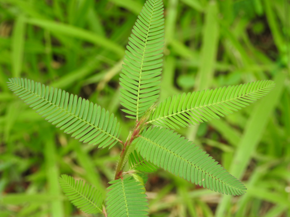Mimosa pudica detail