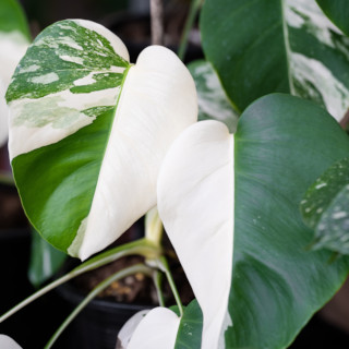 Variegatie