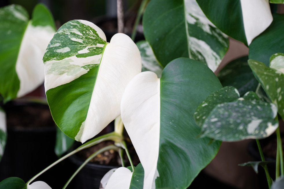 Monstera Albo