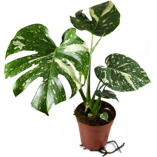 Monstera (gatenplant)