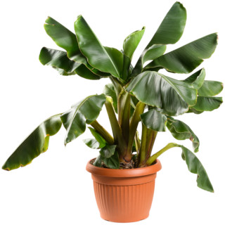 Bananenplant (Musa)