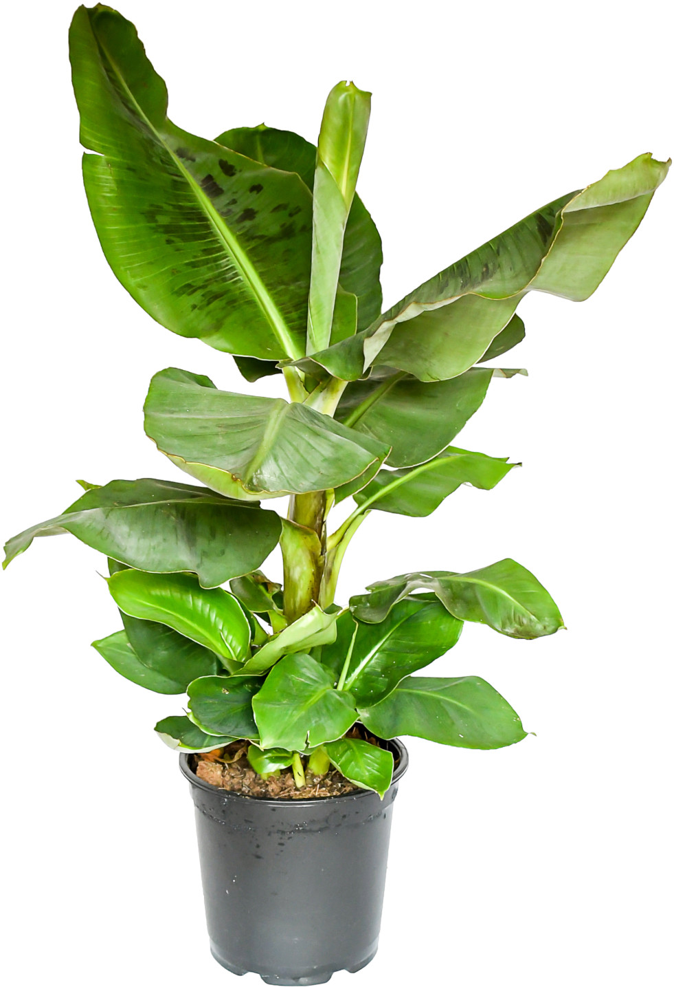 Musa 3