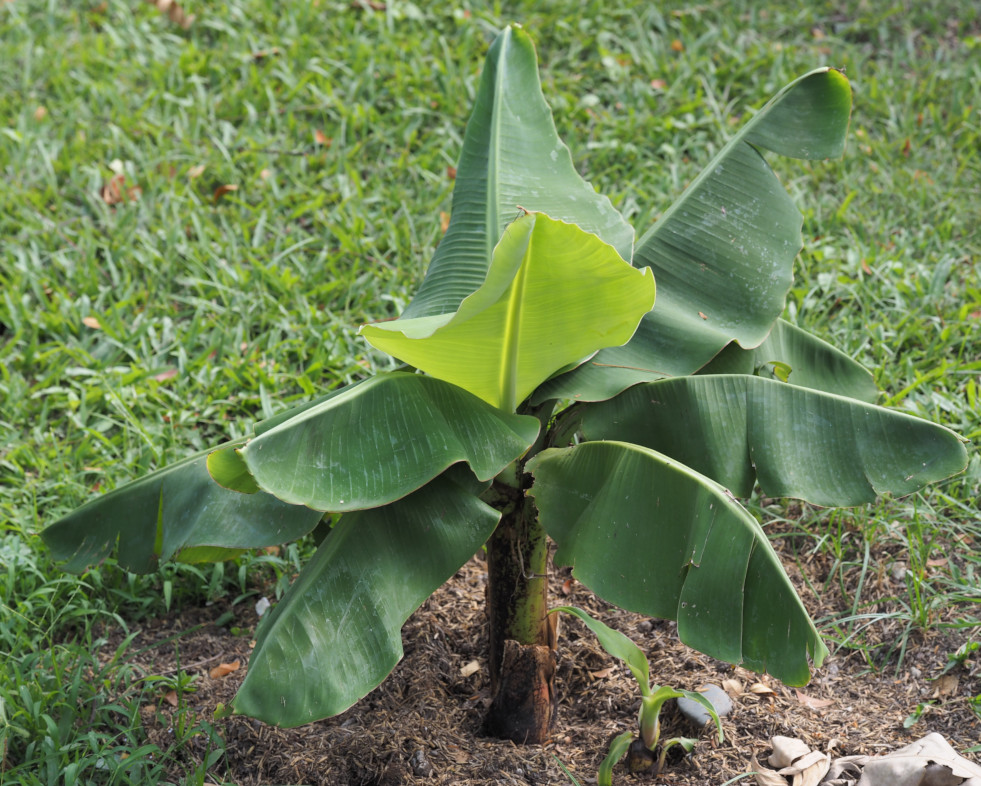 Musa in de tuin