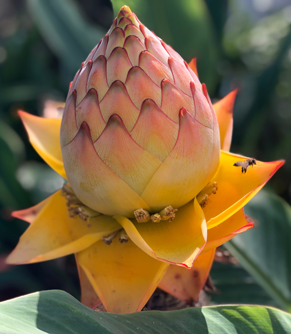 Bloeiwijze van de Chinese sierbanaan (Musella lasiocarpa)