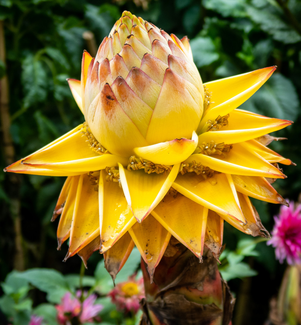 Bloeiwijze van de Chinese sierbanaan (Musella lasiocarpa) 1
