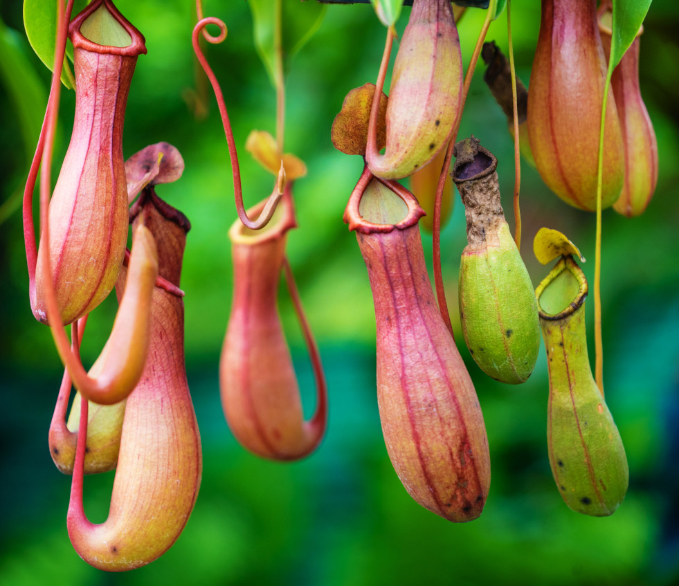 Nepenthes (bekerplant) 2