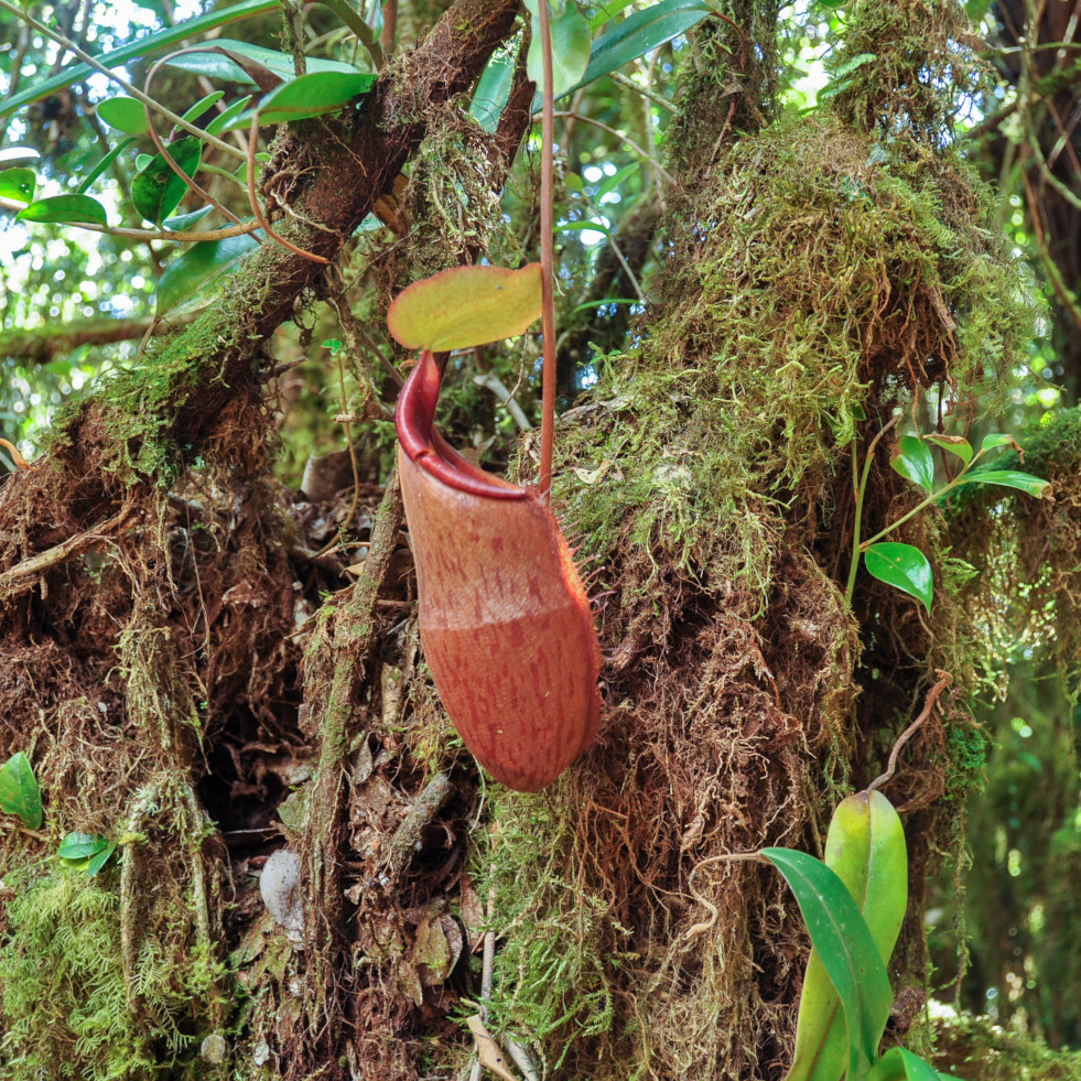 Nepenthes in het wild