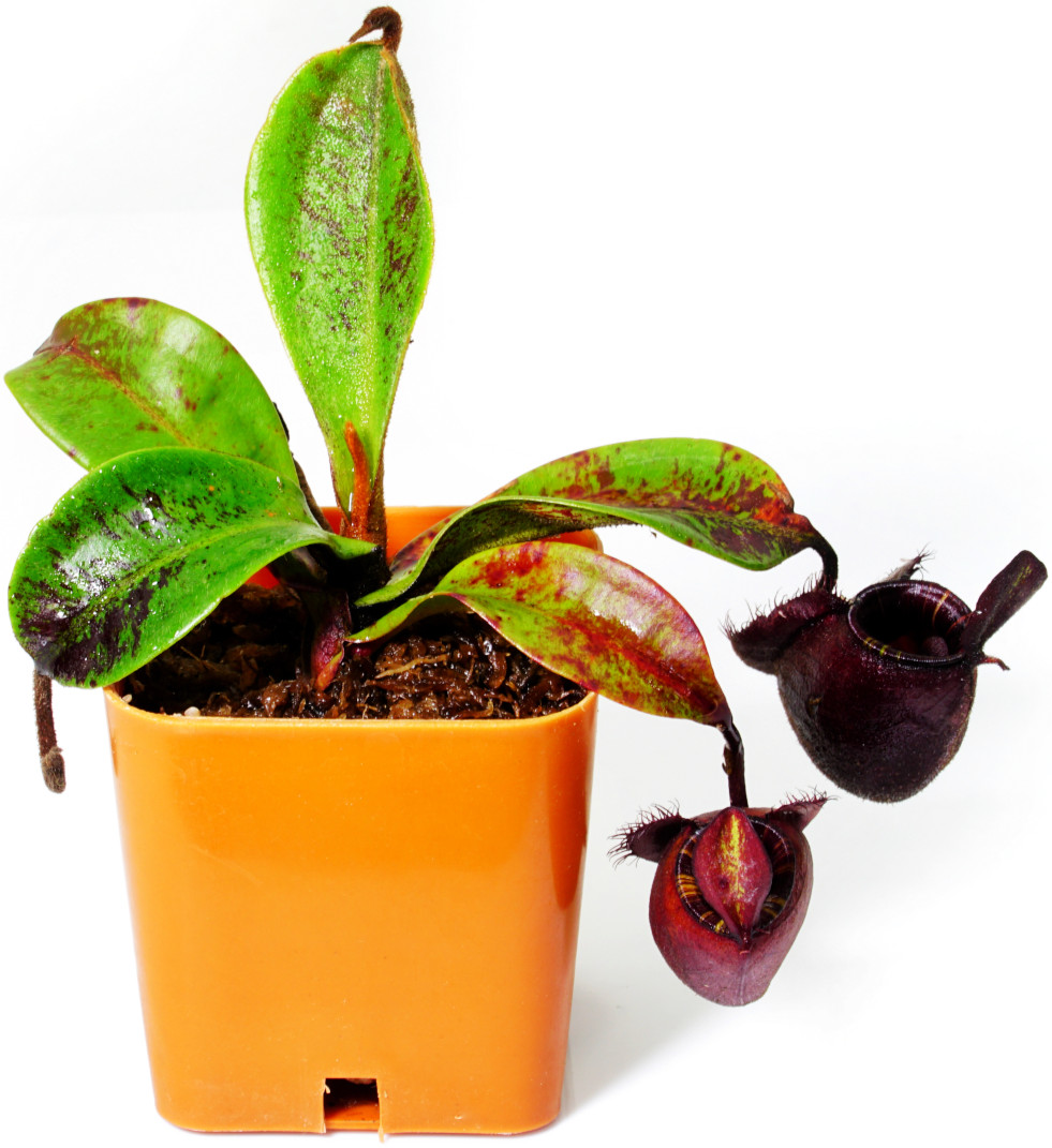 Nepenthes ampullaria