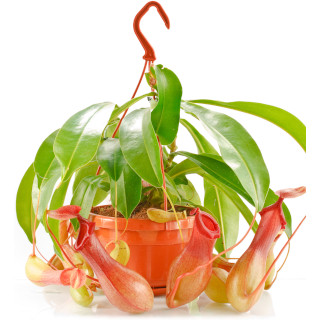Bekerplant (Nepenthes)
