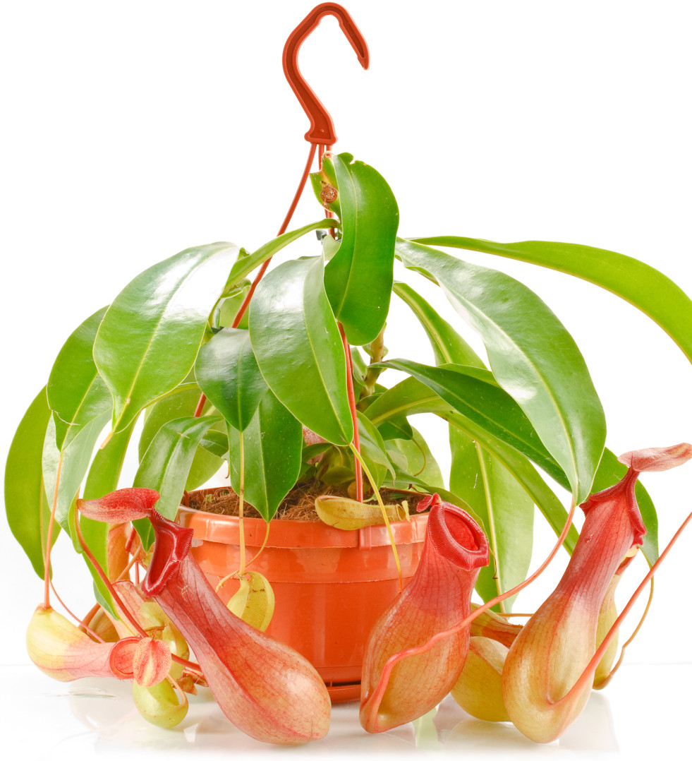 Nepenthes (bekerplant)