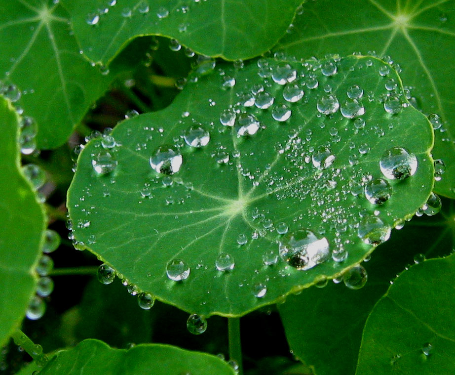 Waterdruppels op Oostindische kers