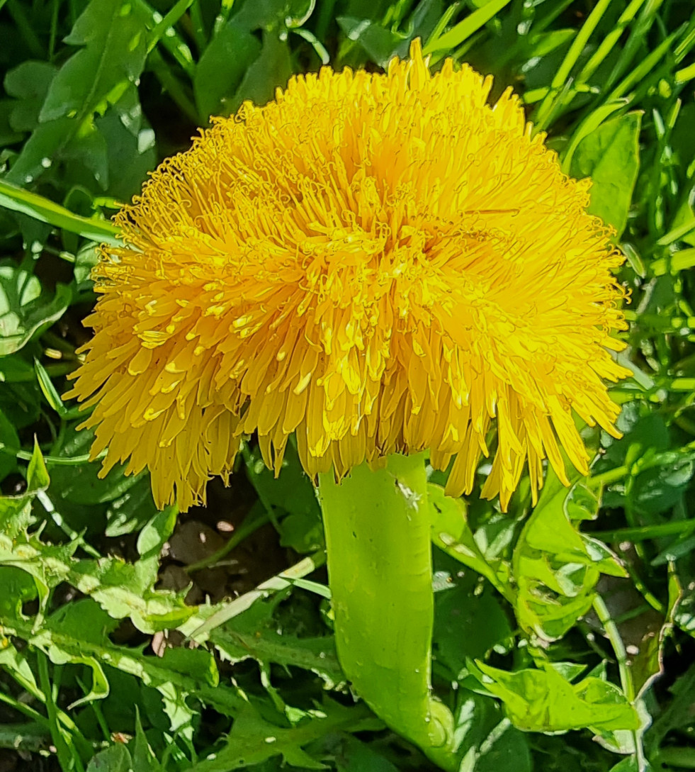 Paardenbloem cristaat