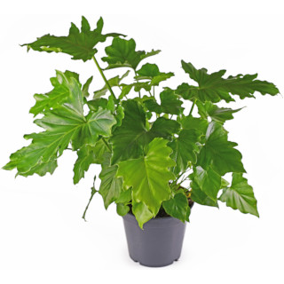 Philodendron