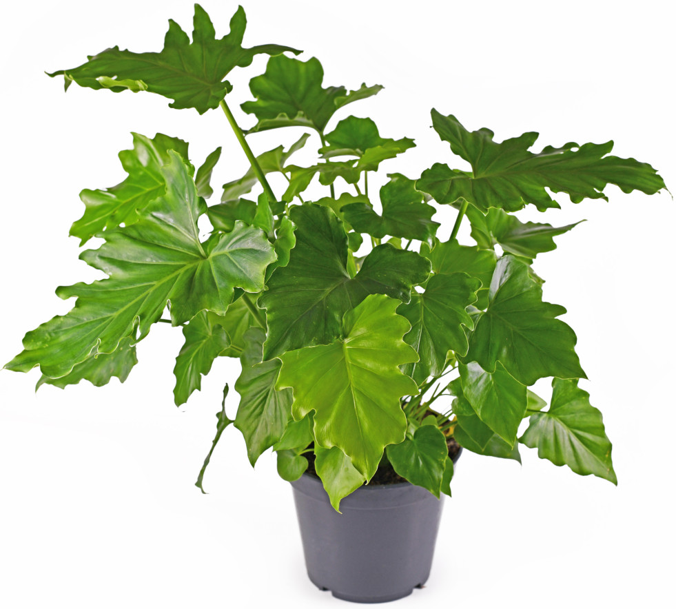 Philodendron bipinnatifidum jonge plant