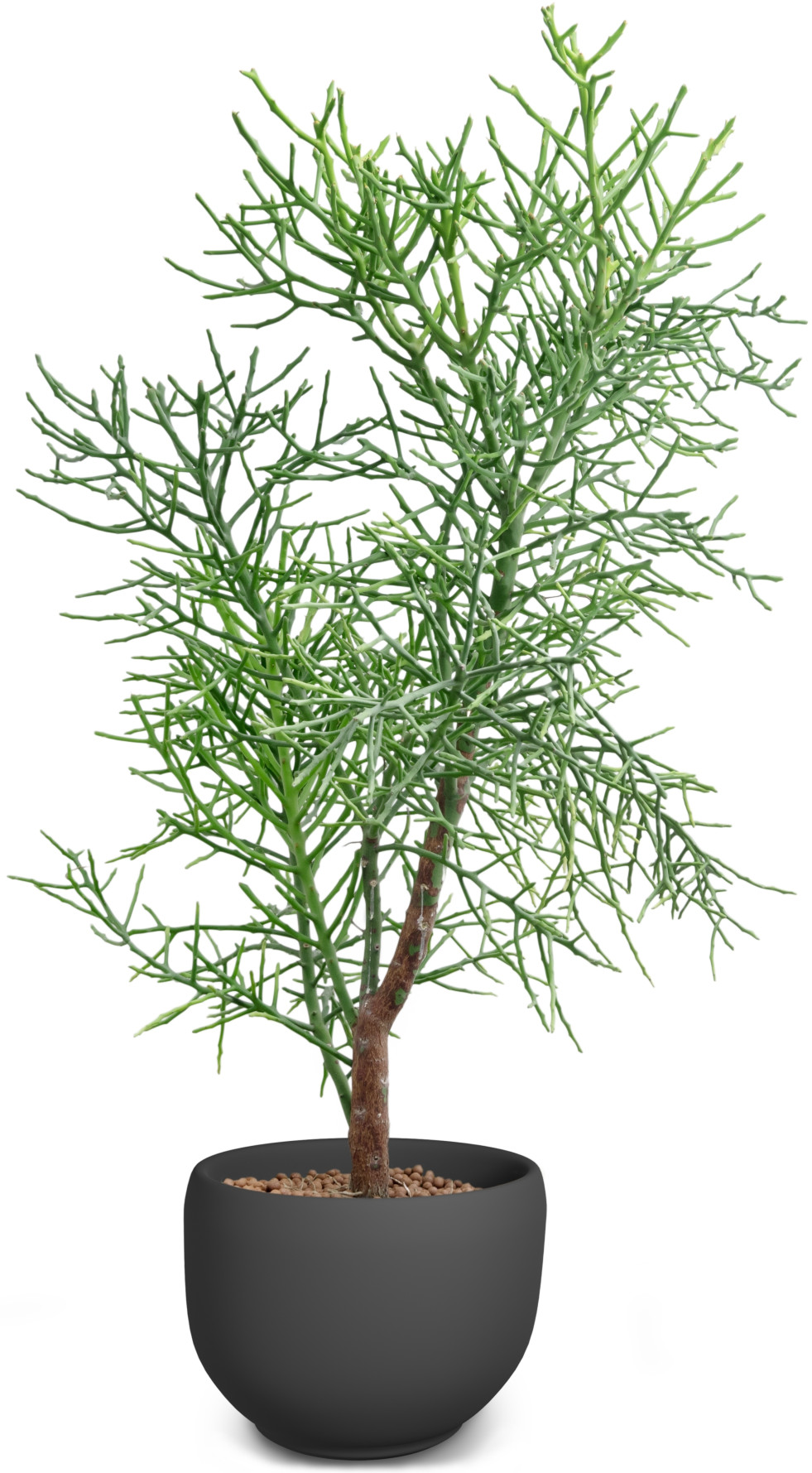 Potloodplant 1