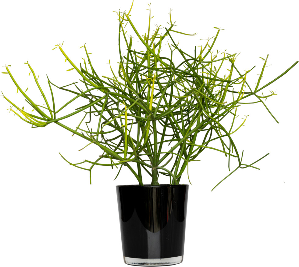Potloodplant 3