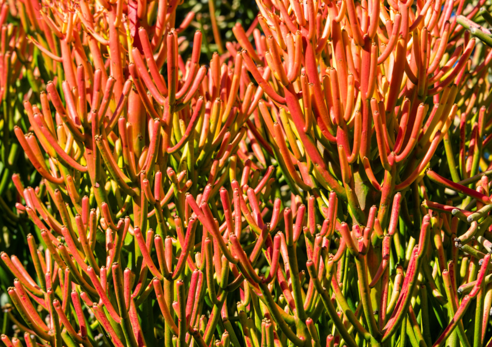 Potloodplant Firesticks