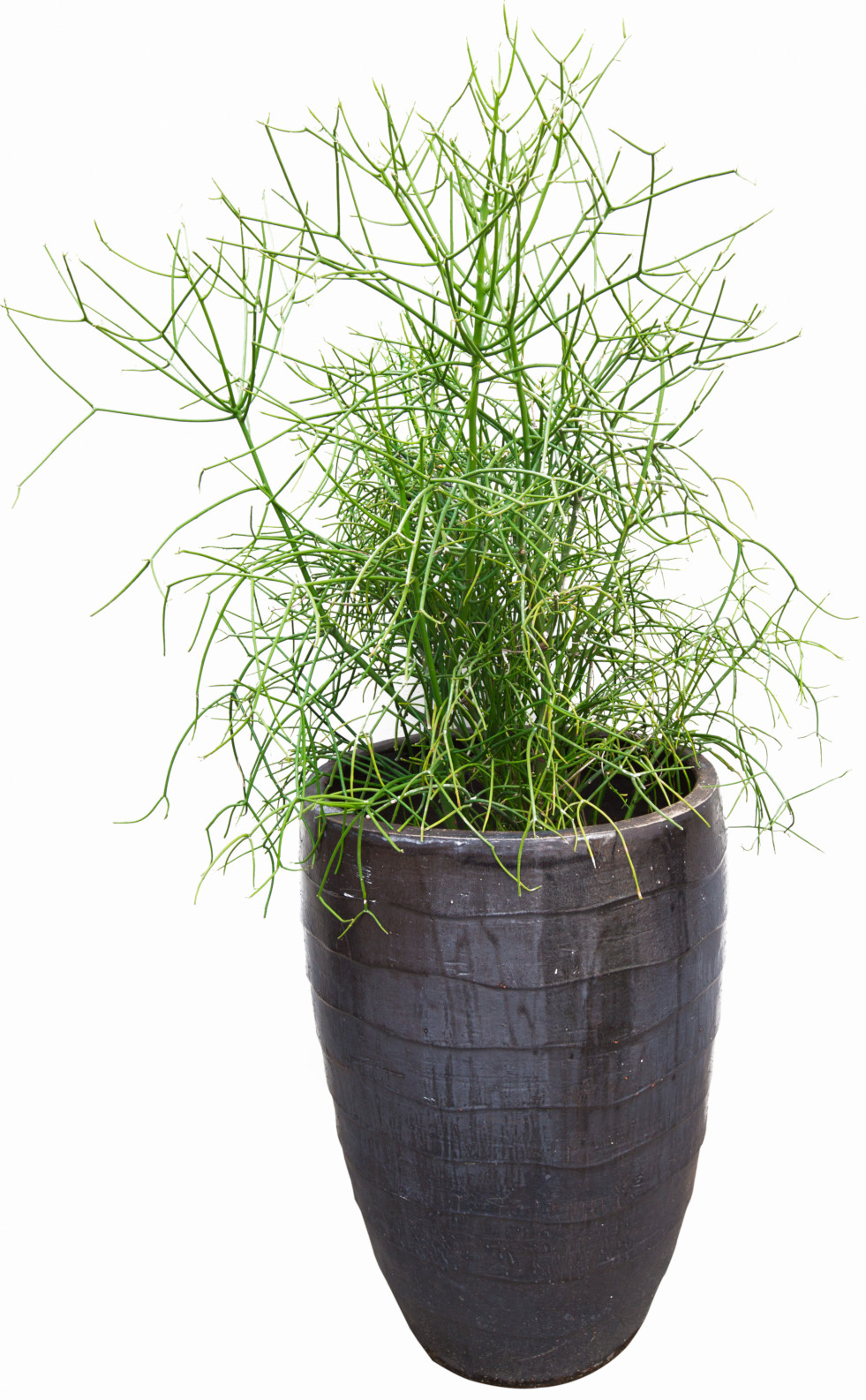 Potloodplant 2
