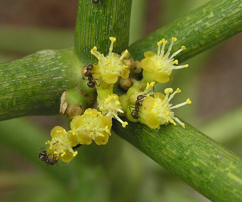 Bloeiwijze potloodplant