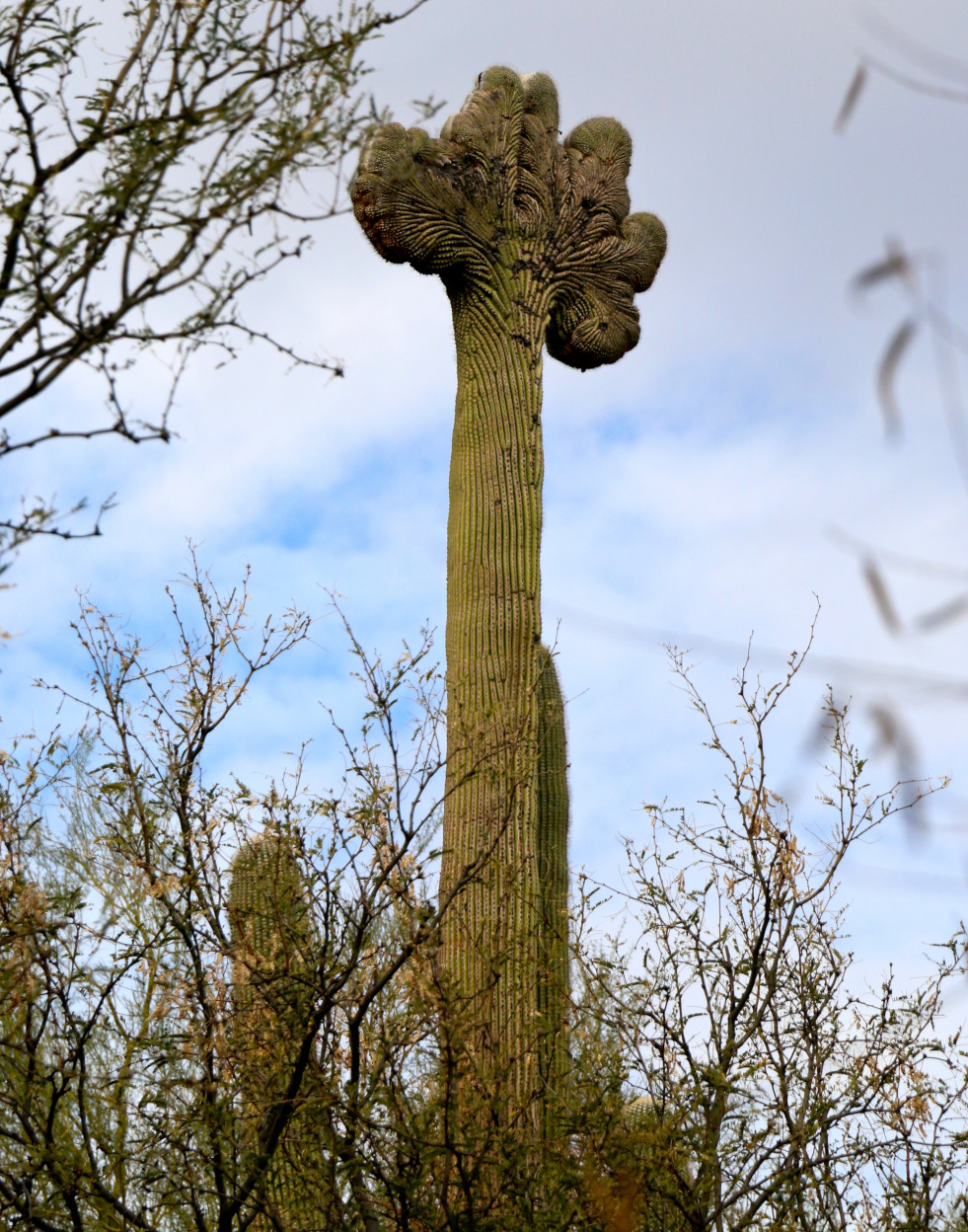 Saguaro cristaat