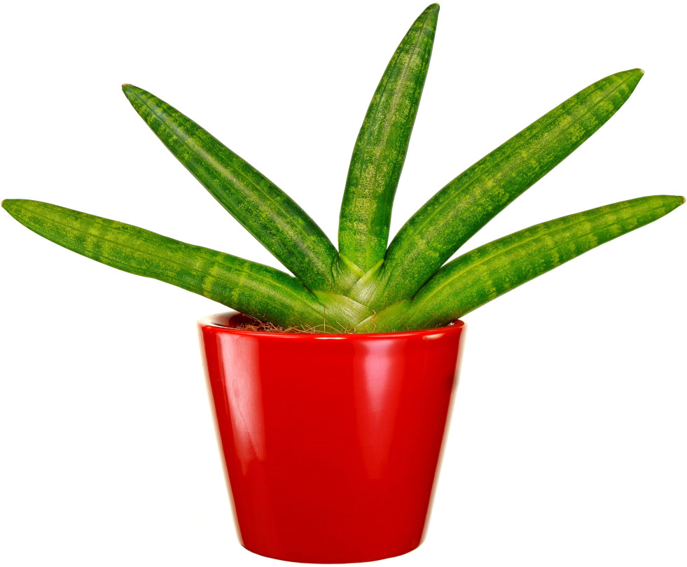 Dracaena angolensis (ook wel bekend als Sansevieria cylindrica)