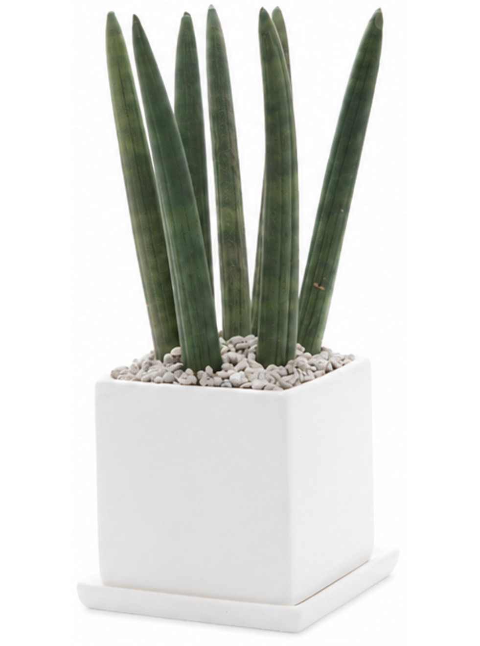 Dracaena stuckyi (ook wel verkocht als Sansevieria stuckyi of S. cylindrica)