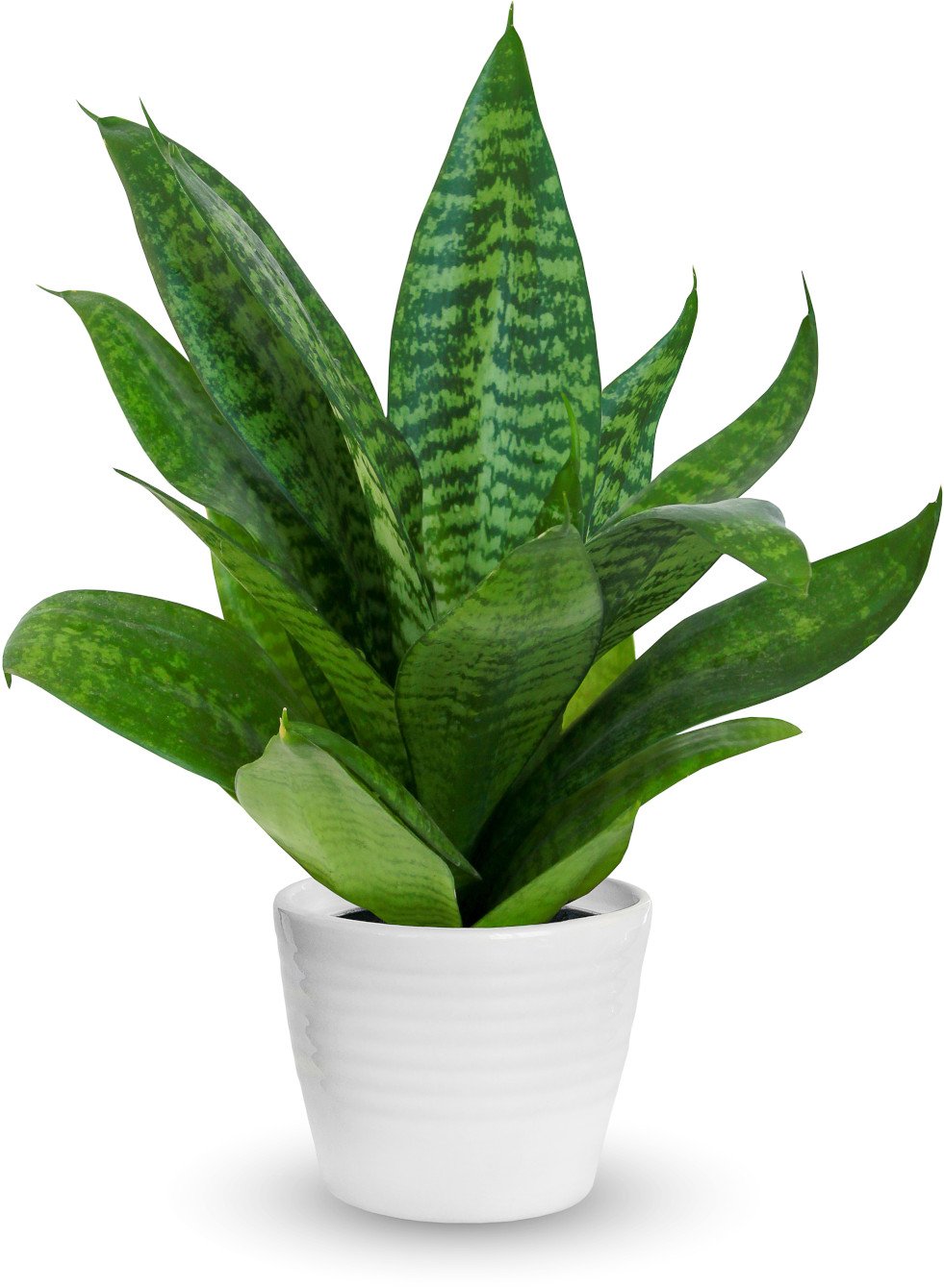 Sansevieria trifasciata (vrouwentong)
