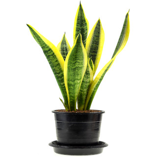 Sansevieria (vrouwentong)