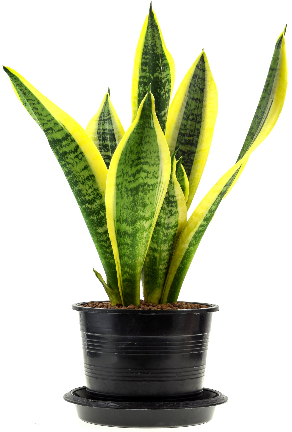 Sansevieria trifasciata Laurentii (vrouwentong)