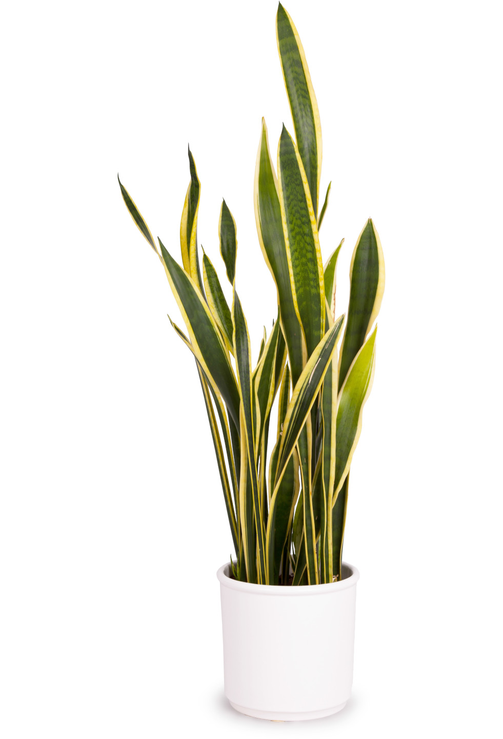 Sansevieria trifasciata Laurentii (vrouwentong) 3
