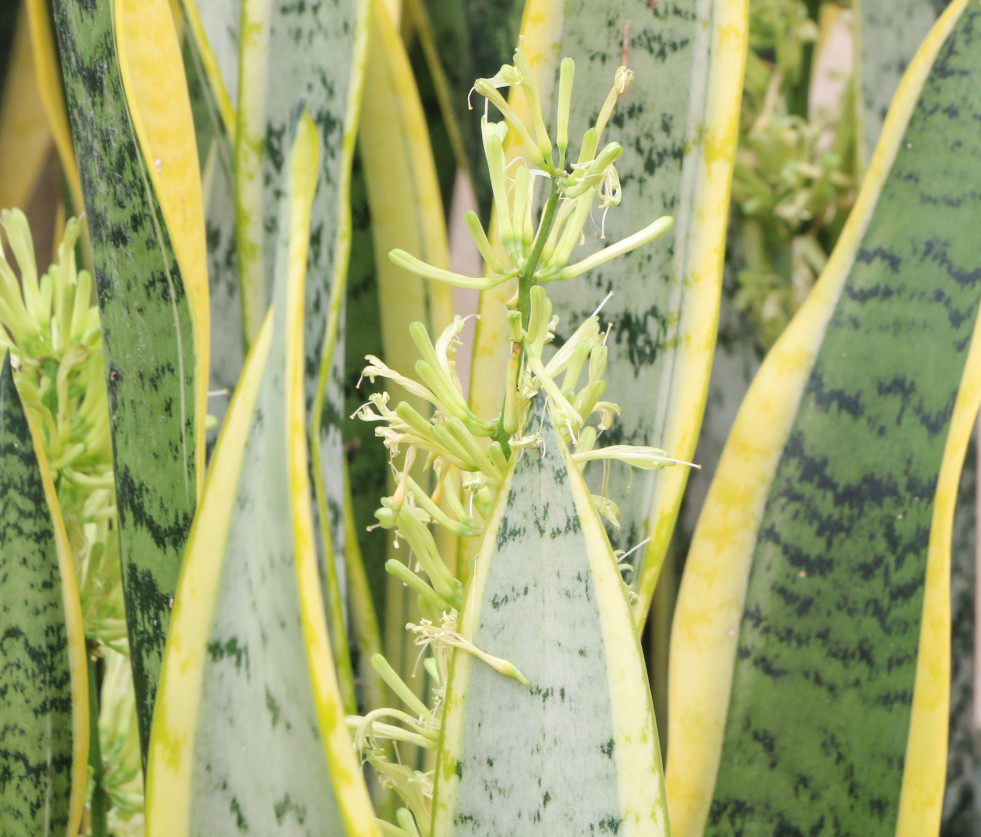 Bloeiwijze Sansevieria trifasciata Laurentii (vrouwentong)