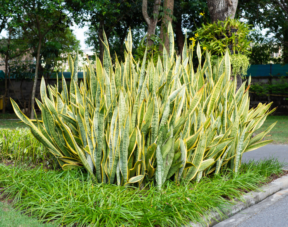 Sansevieria trifasciata Laurentii (vrouwentong) 4