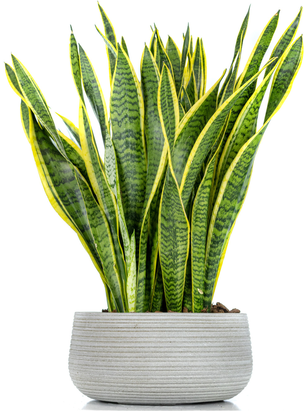 Sansevieria trifasciata Laurentii (vrouwentong) 2