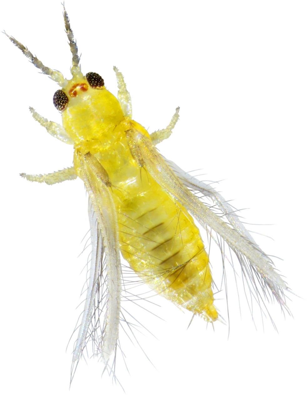 Scirtothrips