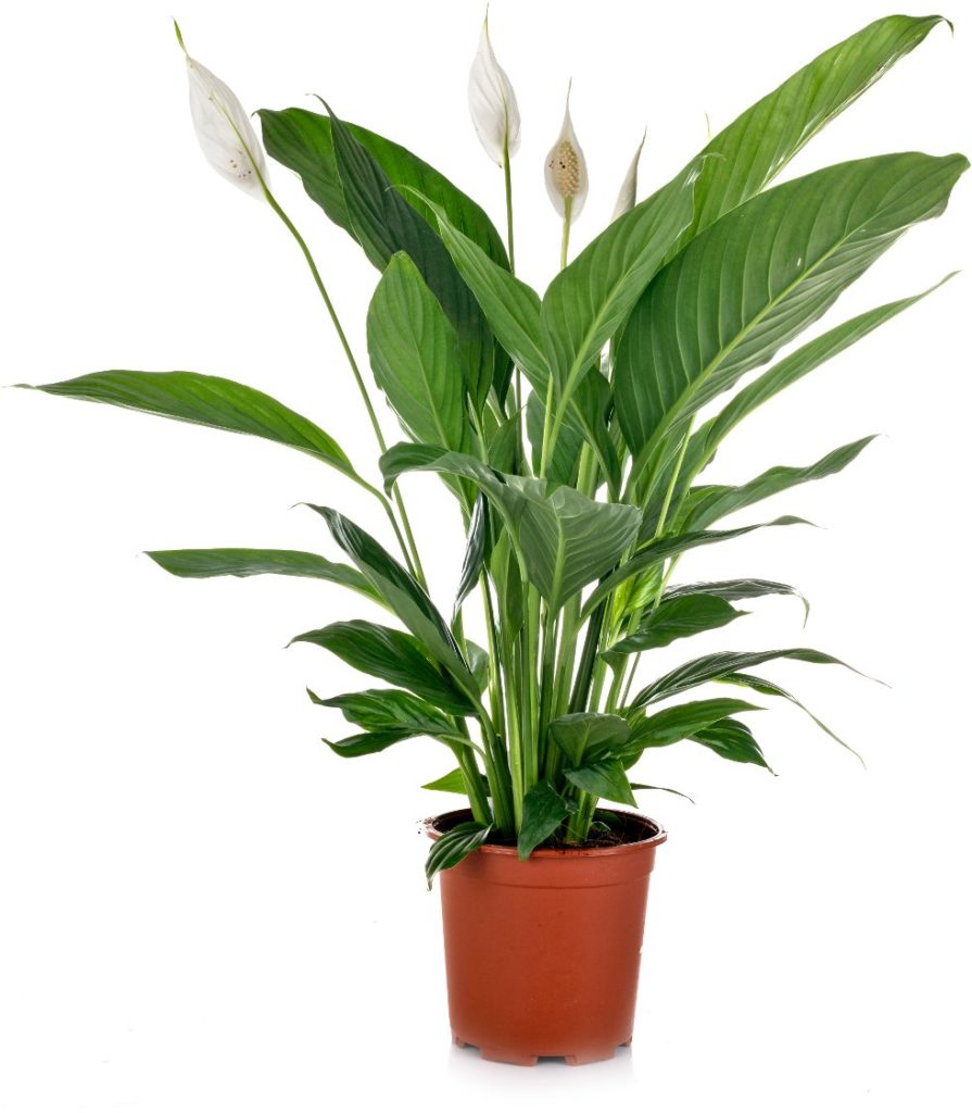 Spathiphyllum lepelplant Kopen En Verzorging Goede Groei spathiphyllum-lepelplant-kopen-en-verzorging-goede-groei