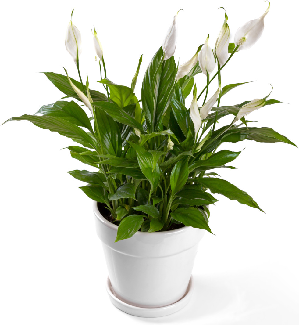 Spathyphyllum wit bloeiend