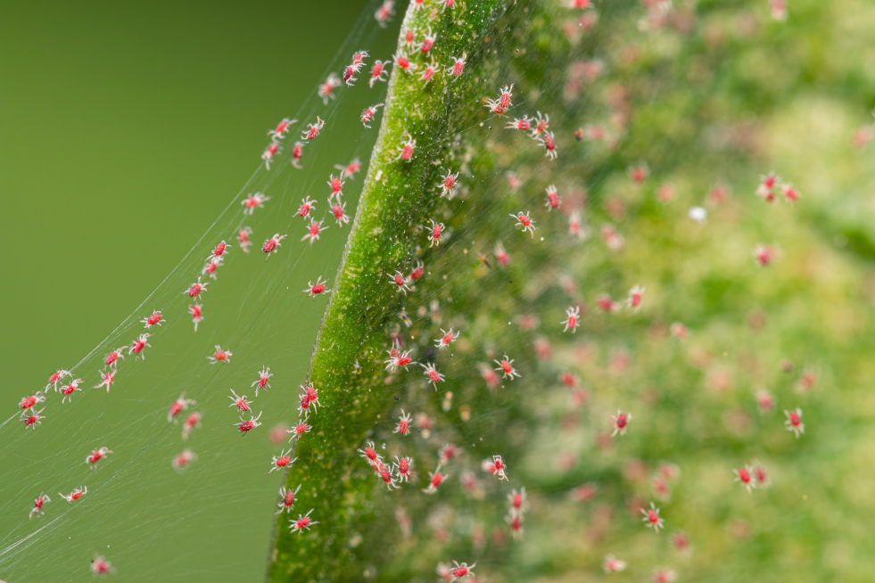 Spint - closeup van een zware besmetting