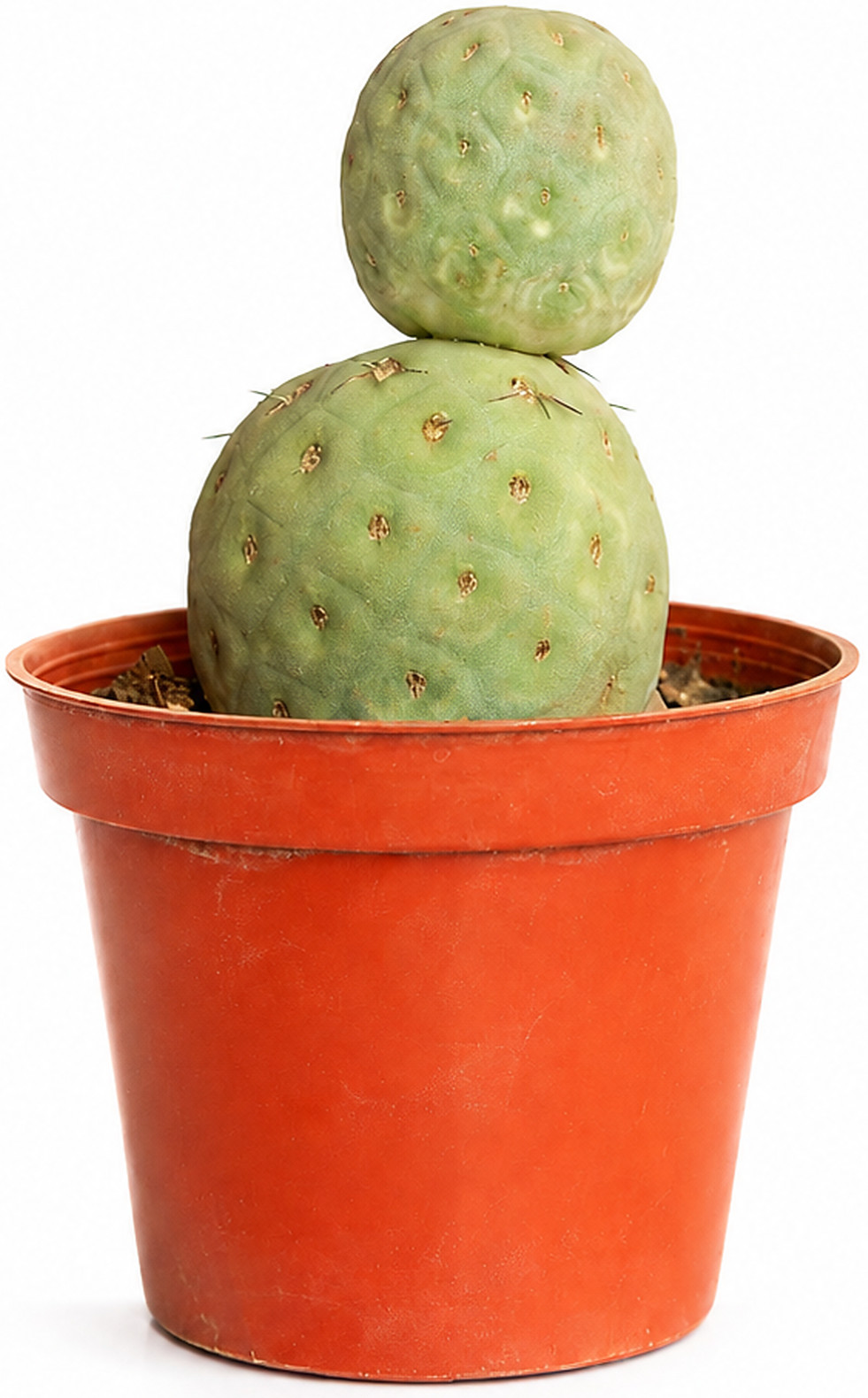 Tephrocactus geometricus