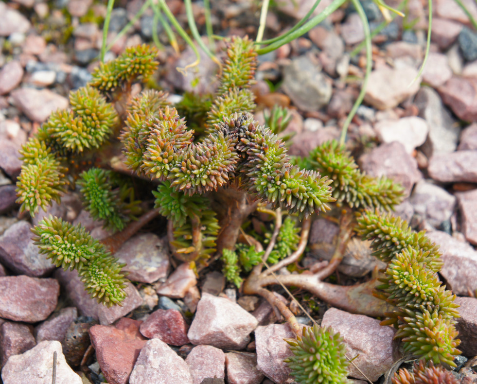 Tripmadan (Sedum) cristaat
